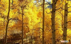 想知道有哪些调理的好方法 胃不舒服怎么快速止吐