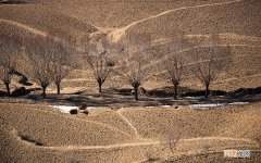 羌活胜湿汤配方 羌活胜湿汤