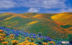 想吃正宗阳澄湖大闸蟹去哪里买比较好 阳澄湖大闸蟹在哪里买