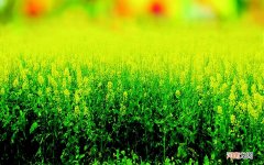 干细胞治疗的价格是多少 糖尿病干细胞移植费用