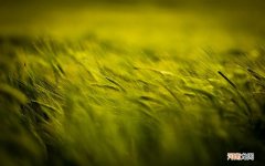 哪个牌子会比较好呢 美白淡斑套装哪个牌子好